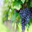 葡萄