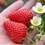 美容养颜的红颜奶油草莓
