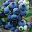 蓝莓新鲜蓝莓干包邮500g蓝莓果孕妇发顺丰