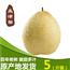 孟津天生伏梨5斤新鲜水果酥梨现摘现发洛阳特产多省包邮