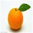 柑橘