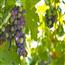 葡萄