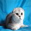 苏格兰折耳猫5