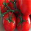 西红柿