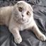 苏格兰折耳猫