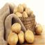 新品种土豆
