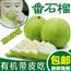 高州现摘现发高山珍珠番石榴台湾芭乐新鲜热带孕妇水果5斤包邮