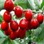 山东烟台美早大樱桃 5新鲜水果批发包邮3斤当季采摘车厘子 车里子