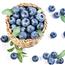 美味蓝莓