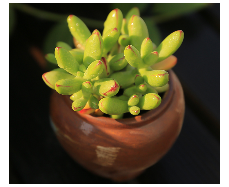 名仁苏打水无糖0脂苏打气泡水汽水饮料整箱批发330ml*24瓶