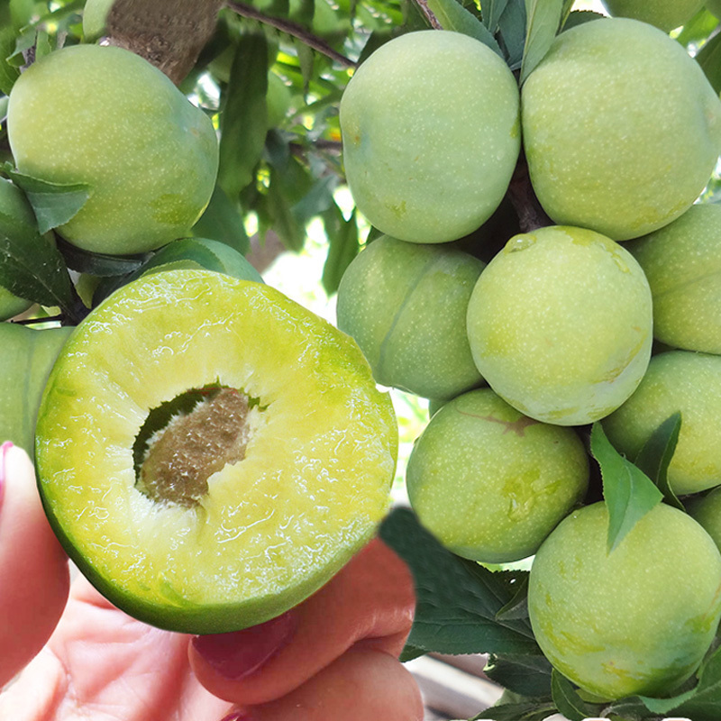 贵州特色火花冰脆李5斤装