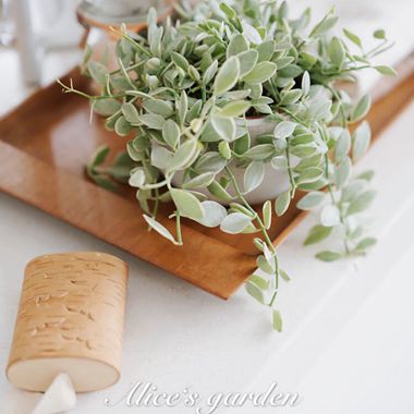 翡翠恋Love of Jadeite